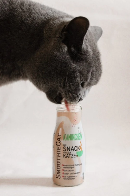 smoothie-cat-krolik2.webp